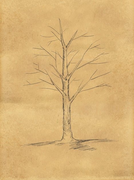 Эскиз дерева без листьев на бумаге