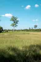 Free photo tree sky and field