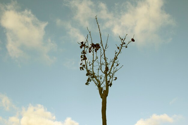 tree in the sky 