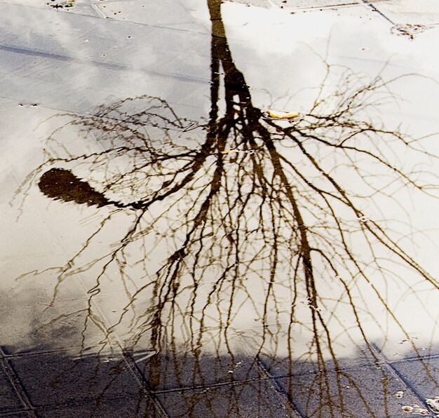 tree streetlight in puddle