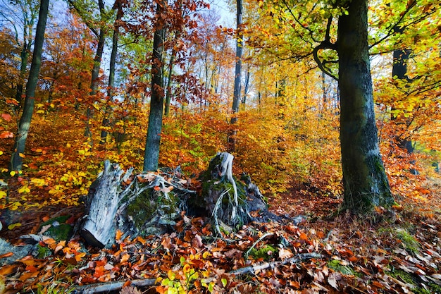 Tree stumps and autumn leaves