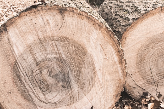 Tree stumps in a forest