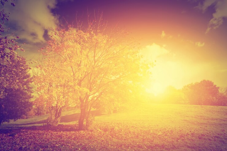 Free Photo tree at sunset