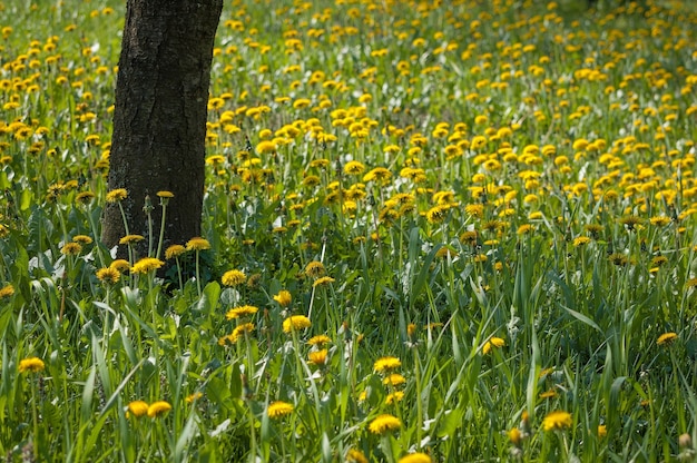 Free photo tree surrounded by several yellow flowers