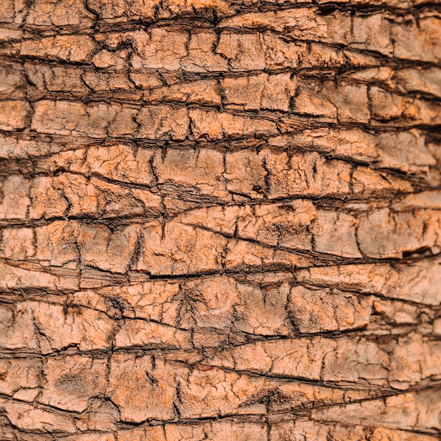 Бесплатное фото Фон текстуры дерева