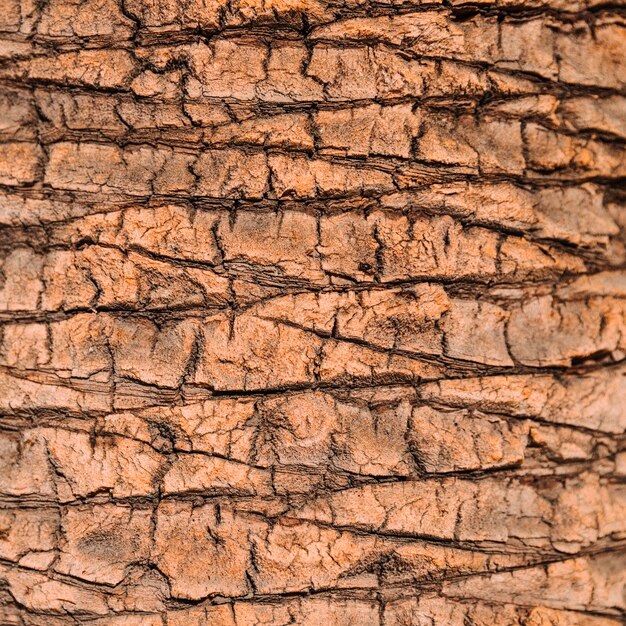 Tree texture background