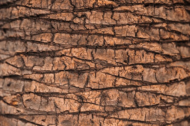 Tree texture background