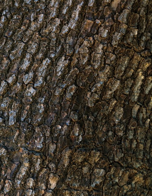 Tree texture