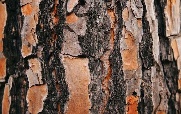 Foto gratuita struttura di albero