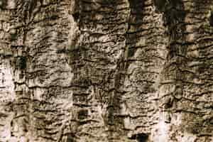 Free photo tree texture