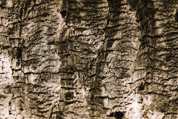 Tree texture