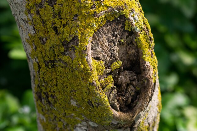 黄緑色の苔や地衣類で覆われた木の幹。