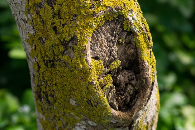A tree trunk covered with yellow green moss and lichens.