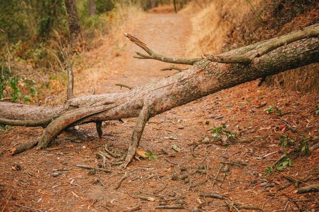 Tree trunk on path in nature