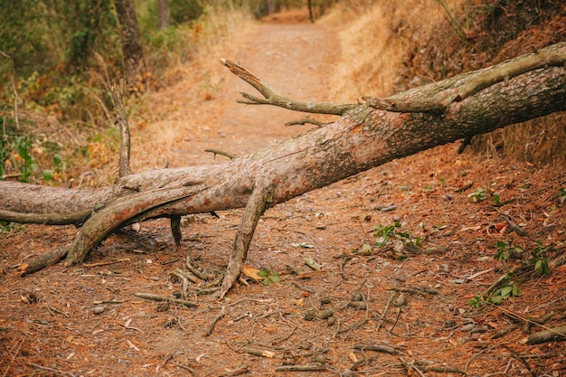 Tree trunk on path in nature