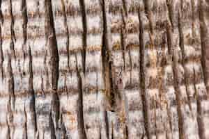 Бесплатное фото Текстура ствола дерева крупным планом