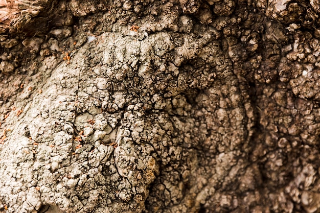 Tree trunk texture close up