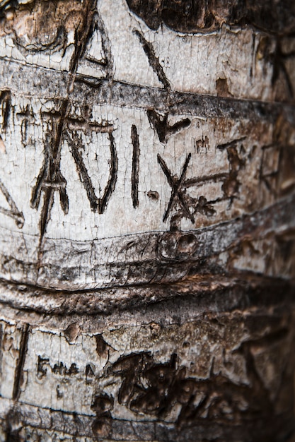 Free photo tree trunk texture close up