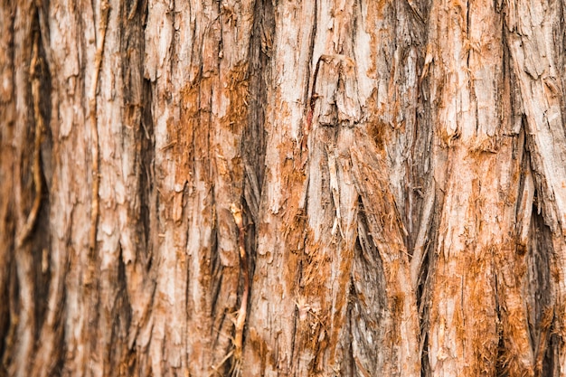 Fine di struttura del tronco di albero su