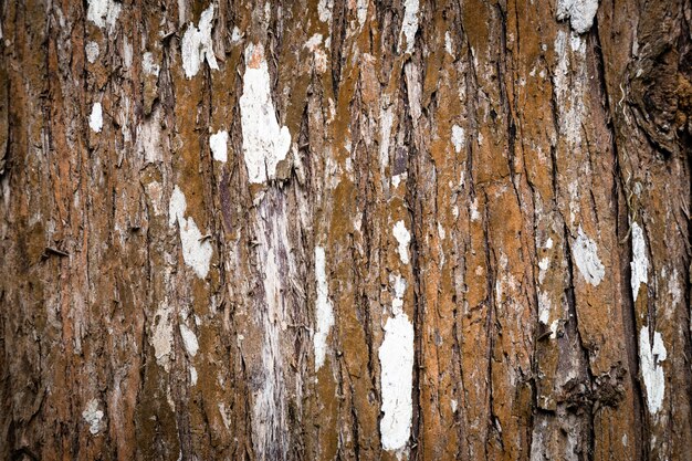 Tree trunk texture closeup 