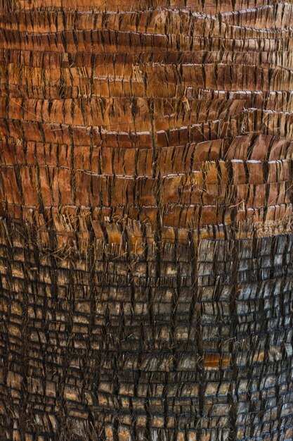 Текстура дерева ствола