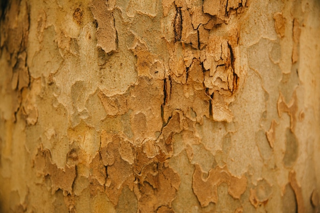 Tree trunk texture