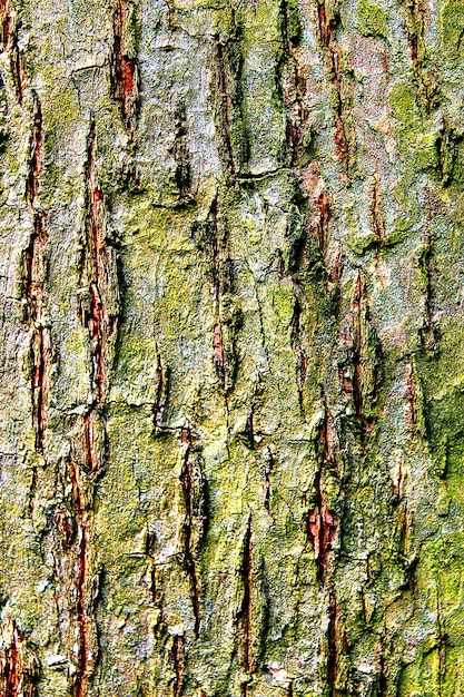 Tree trunk with moss