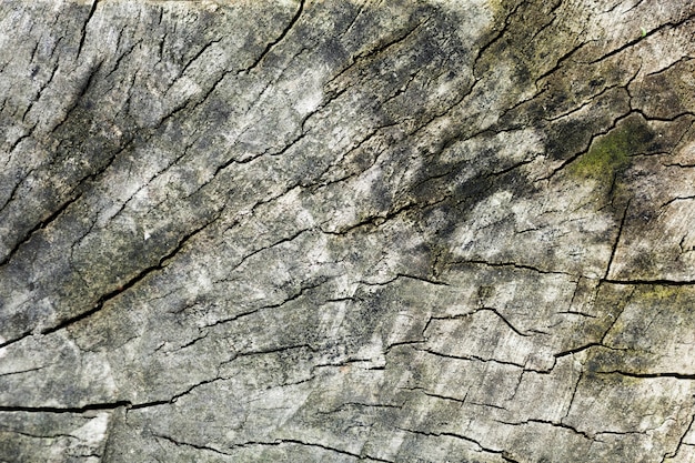 Free photo tree trunk wood background and green stains