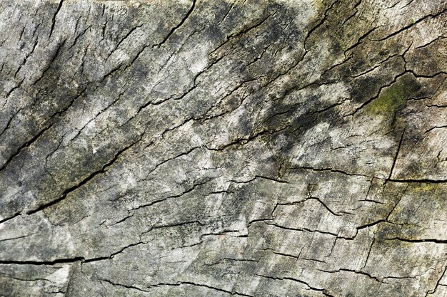 木の幹ウッドの背景と緑の汚れ