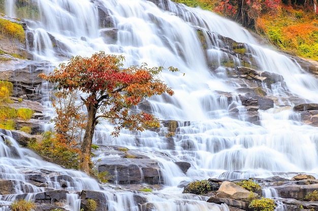 Tree on waterfall background during autumn