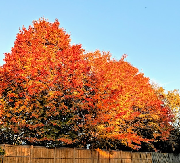 Tree with bright orange leaves during daytime at autumn