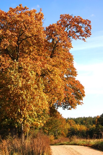 Tree with brown leaves