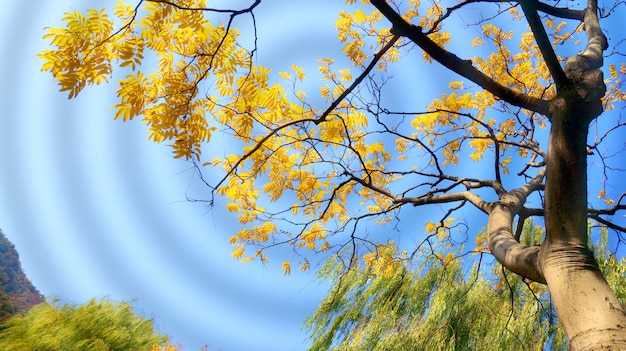 Tree with golden leaves