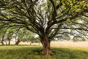 Free photo tree with a huge tree trunk in a field