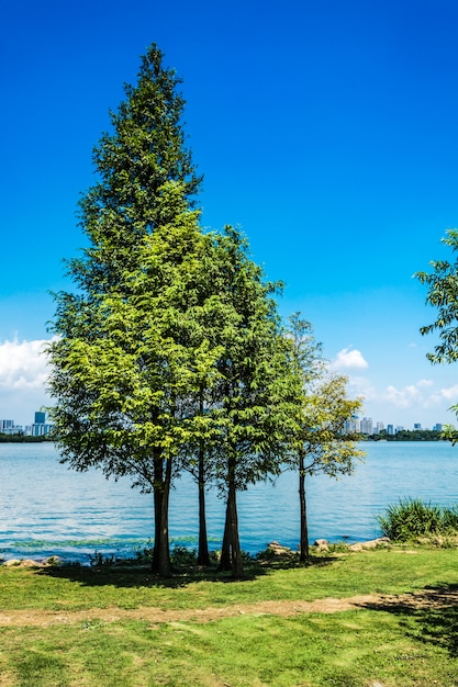 Tree with lake.