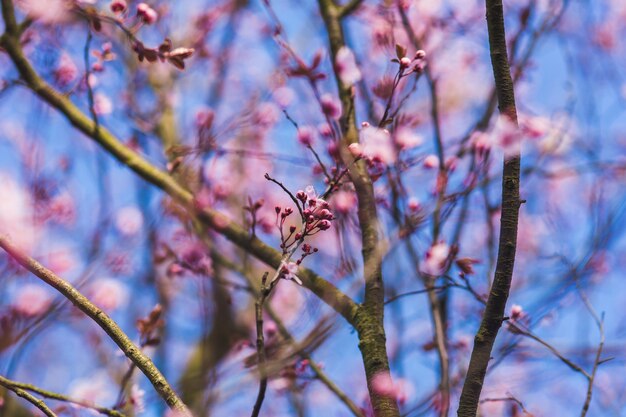 ピンクの花と木