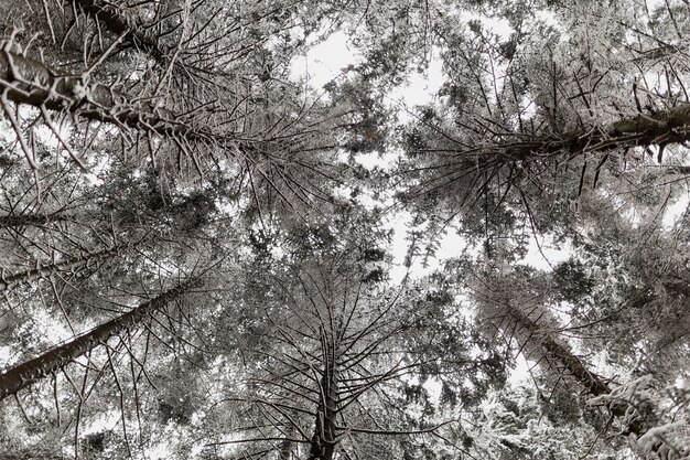 雪上の木