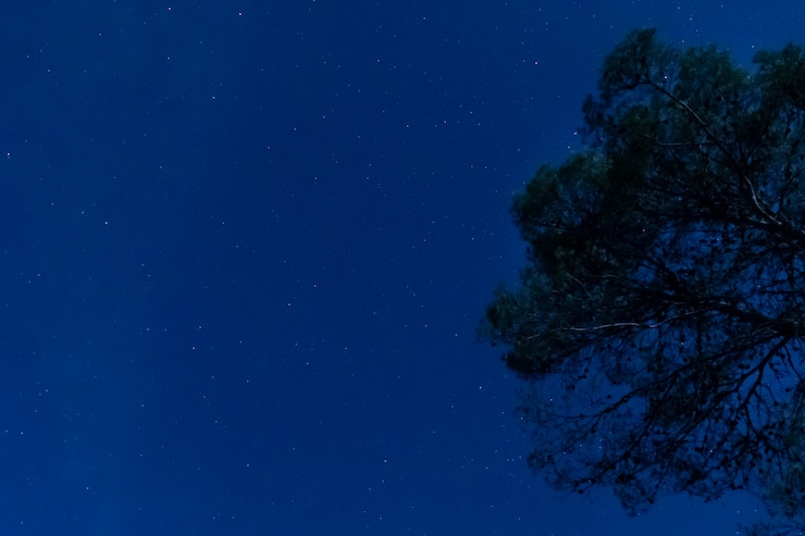 免費 Photo 樹木與星空夜晚的背景