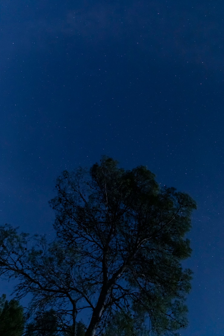 免費 Photo 有星空的夜空的樹