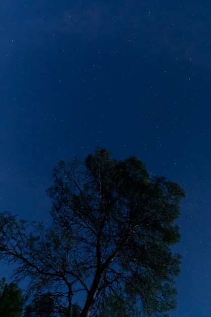 Tree with starry night sky
