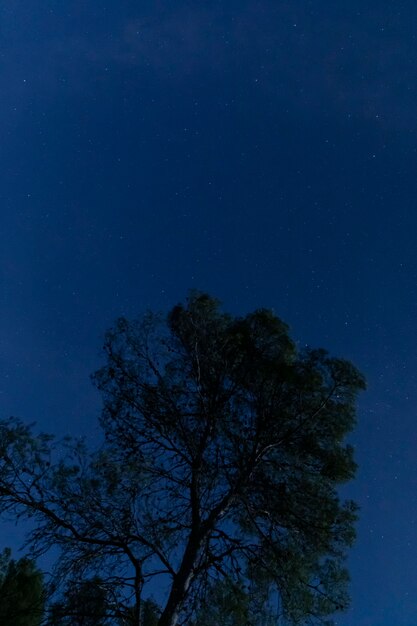 星空の夜空の木