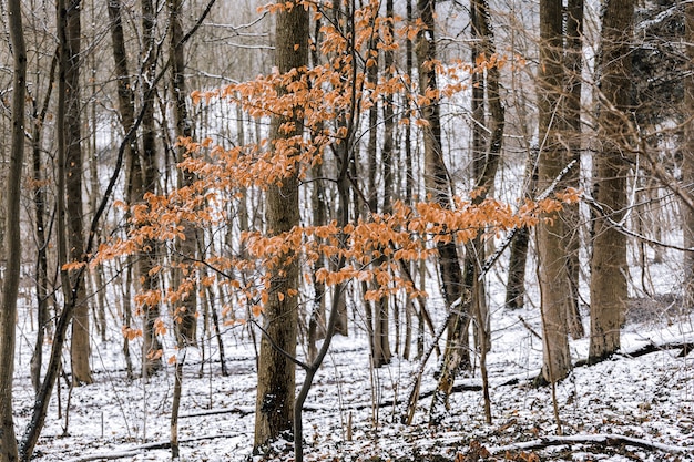 A tree with yellow leaves in a snowy forest