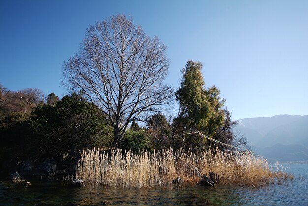 Tree without leaves in a green forest