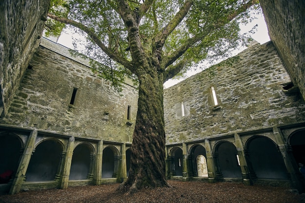 킬 라니 국립 공원, 아일랜드에서 햇빛 아래 Muckross 수도원의 마당에있는 나무