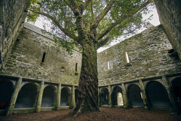 Tree in the yard of the Muckross Abbey under the sunlight in Killarney National Park, Ireland