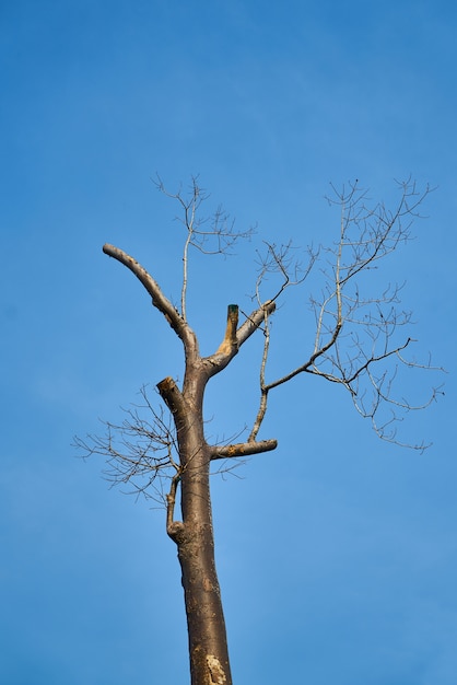 Бесплатное фото Дерево