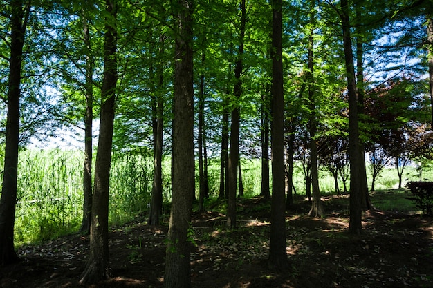 Foto gratuita albero