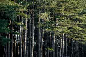 무료 사진 나무와 숲 배경