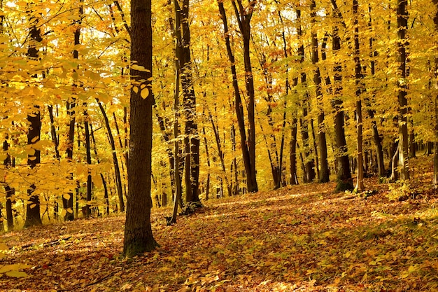 「秋の森の木々」