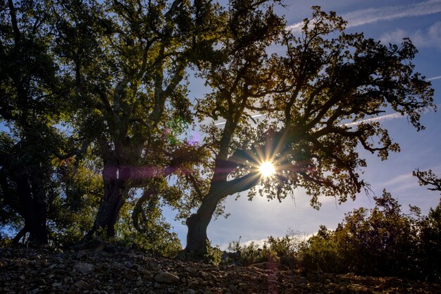 Trees in backlight